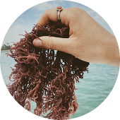 Sea moss
